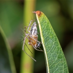 Oxyopes (genus) at Parkes, ACT - 1 Nov 2025 by AlisonMilton