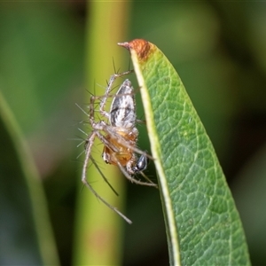 Oxyopes (genus) at Parkes, ACT - Today by AlisonMilton