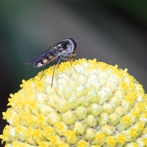 Melangyna viridiceps (Hover fly) at Parkes, ACT - Today by AlisonMilton