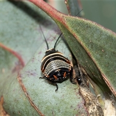Ellipsidion australe (Austral Ellipsidion cockroach) at Parkes, ACT - 1 Nov 2025 by AlisonMilton
