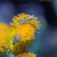 Miridae (family) at Parkes, ACT - 1 Nov 2025 by AlisonMilton
