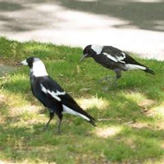 Gymnorhina tibicen by AlisonMilton