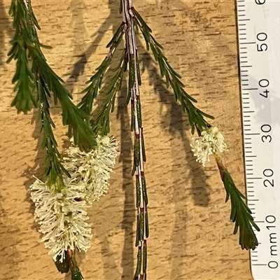 Melaleuca parvistaminea (Small-flowered Honey-myrtle) at Wamboin, NSW - 27 Oct 2025 by davidmcdonald