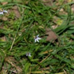 Sisyrinchium sp. (A Pigroot) at Parkes, ACT - 1 Nov 2025 by AlisonMilton