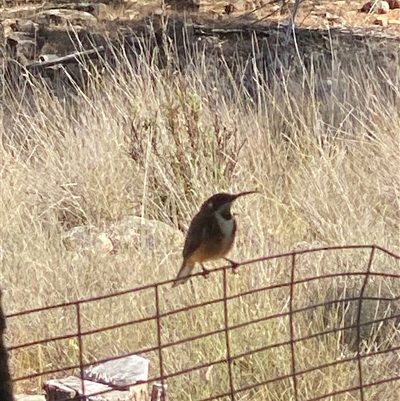 Unverified Small (Robin, Finch, Thornbill etc) at Kingsvale, NSW - 1 Nov 2025 by BCTbluebucket