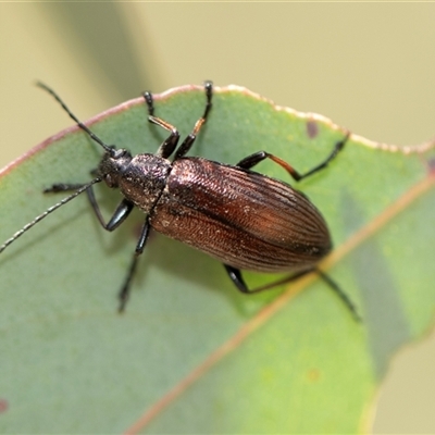 Homotrysis sp. (genus) at Bruce, ACT - 1 Nov 2025 by AlisonMilton