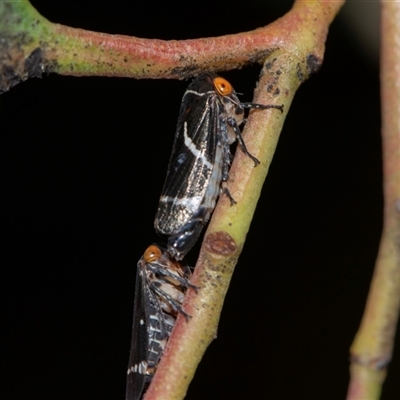 Eurymeloides bicincta (Gumtree hopper) at Bruce, ACT - 1 Nov 2025 by AlisonMilton