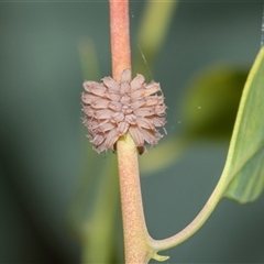 Paropsis atomaria (Eucalyptus leaf beetle) at Bruce, ACT - 1 Nov 2025 by AlisonMilton