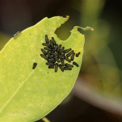 Paropsisterna cloelia (Eucalyptus variegated beetle) at Bruce, ACT - 1 Nov 2025 by AlisonMilton