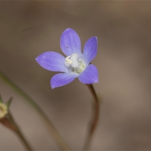 Wahlenbergia sp. at Bruce, ACT - Today by AlisonMilton