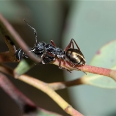 Camponotus suffusus (Golden-tailed sugar ant) at Bruce, ACT - 1 Nov 2025 by AlisonMilton