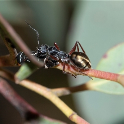 Camponotus suffusus (Golden-tailed sugar ant) at Bruce, ACT - 1 Nov 2025 by AlisonMilton