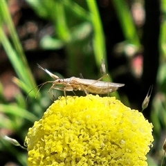 Nabis sp. (genus) (Damsel bug) at Hawker, ACT - 1 Nov 2025 by sangio7