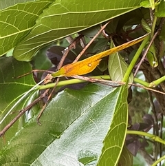 Anthophiloptera dryas at Laguna, NSW - 1 Nov 2025 by perronstreefrog