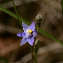 Thelymitra pauciflora (Slender Sun Orchid) at Bruce, ACT - 31 Oct 2025 by AlisonMilton