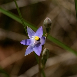 Thelymitra (genus) at Bruce, ACT - Yesterday by AlisonMilton