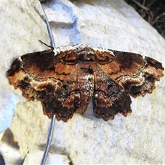 Pholodes sinistraria (Sinister or Frilled Bark Moth) at Symonston, ACT - 1 Nov 2025 by JohnBundock