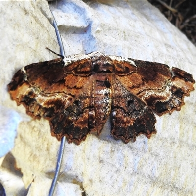 Pholodes sinistraria (Sinister or Frilled Bark Moth) at Symonston, ACT - 1 Nov 2025 by JohnBundock