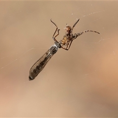 Unverified Other web-building spider at Bruce, ACT - 31 Oct 2025 by AlisonMilton