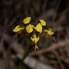 Diuris sulphurea (Tiger Orchid) at Bruce, ACT - 31 Oct 2025 by AlisonMilton