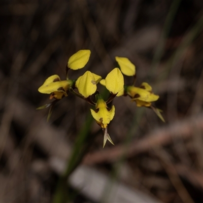 Diuris sulphurea (Tiger Orchid) at Bruce, ACT - 31 Oct 2025 by AlisonMilton