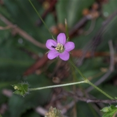 Geranium gardneri (Rough Crane's-Bill) at Bruce, ACT - 31 Oct 2025 by AlisonMilton
