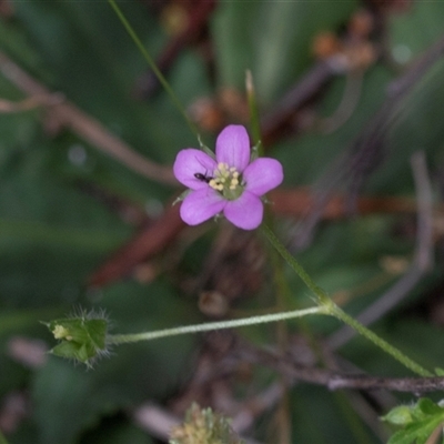 Geranium gardneri (Rough Crane's-Bill) at Bruce, ACT - 31 Oct 2025 by AlisonMilton