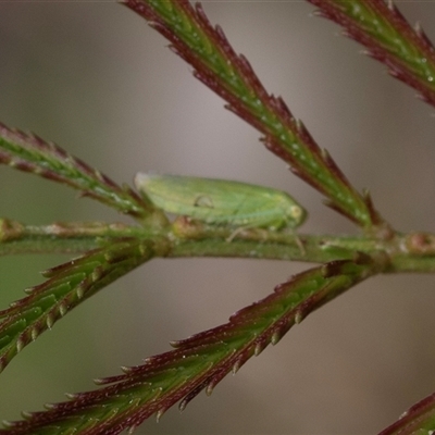 Unverified Leafhopper or planthopper (Hemiptera, several families) at Bruce, ACT - 31 Oct 2025 by AlisonMilton