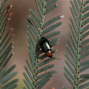 Adoxia benallae (Leaf beetle) at Bruce, ACT - Yesterday by AlisonMilton