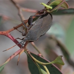 Amorbus (genus) (Eucalyptus Tip bug) at Bruce, ACT - 31 Oct 2025 by AlisonMilton