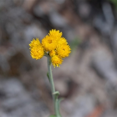Coronidium sp. at Bruce, ACT - 31 Oct 2025 by AlisonMilton