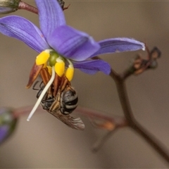 Lasioglossum (Chilalictus) sp. (genus & subgenus) (Halictid bee) at Bruce, ACT - 31 Oct 2025 by AlisonMilton