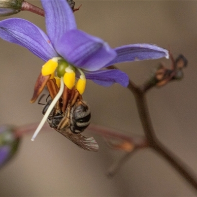 Lasioglossum (Chilalictus) sp. (genus & subgenus) (Halictid bee) at Bruce, ACT - 31 Oct 2025 by AlisonMilton
