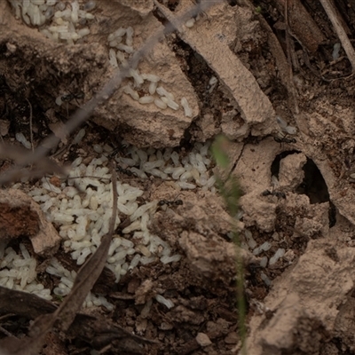 Iridomyrmex sp. (genus) (Ant) at Bruce, ACT - 31 Oct 2025 by AlisonMilton