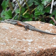 Carlia tetradactyla (Southern Rainbow Skink) at Conder, ACT - 1 Nov 2025 by JohnBundock