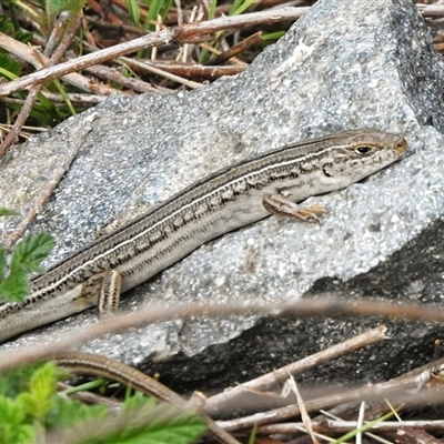 Ctenotus robustus (Robust Striped-skink) at Conder, ACT - 1 Nov 2025 by JohnBundock