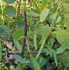 Eucalyptus blakelyi (Blakely's Red Gum) at Hawker, ACT - 1 Nov 2025 by sangio7