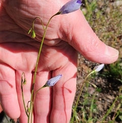 Wahlenbergia capillaris (Tufted Bluebell) at Hawker, ACT - 1 Nov 2025 by sangio7