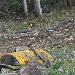 Egernia cunninghami (Cunningham's Skink) at Bywong, NSW - 1 Nov 2025 by HBee2