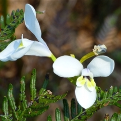 Diplarrena moraea at West Hobart, TAS - 1 Nov 2025 by VanessaC