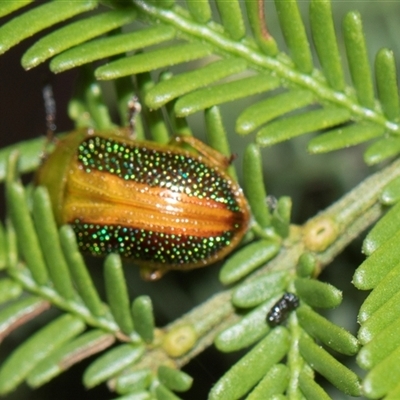 Calomela vittata (Acacia leaf beetle) at Bruce, ACT - 31 Oct 2025 by AlisonMilton