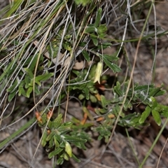 Billardiera scandens (Hairy Apple Berry) at Bruce, ACT - 31 Oct 2025 by AlisonMilton