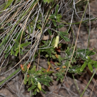 Billardiera scandens (Hairy Apple Berry) at Bruce, ACT - 31 Oct 2025 by AlisonMilton