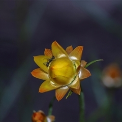 Xerochrysum viscosum (Sticky Everlasting) at Bruce, ACT - 31 Oct 2025 by AlisonMilton