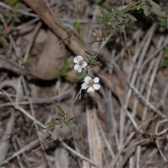 Gaudium multicaule (Teatree) at Bruce, ACT - 31 Oct 2025 by AlisonMilton