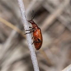 Ecnolagria grandis (Honeybrown beetle) at Bruce, ACT - 31 Oct 2025 by AlisonMilton
