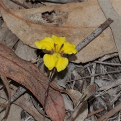 Goodenia hederacea subsp. hederacea (Ivy Goodenia, Forest Goodenia) at Bruce, ACT - 31 Oct 2025 by AlisonMilton