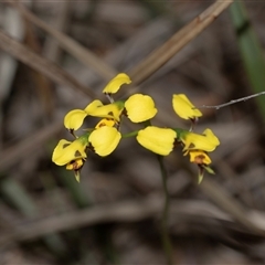 Diuris sulphurea (Tiger Orchid) at Bruce, ACT - 31 Oct 2025 by AlisonMilton