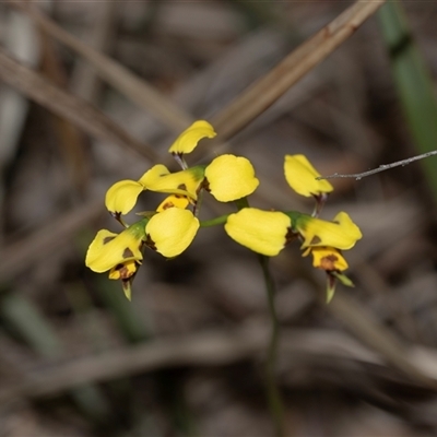 Diuris sulphurea (Tiger Orchid) at Bruce, ACT - 31 Oct 2025 by AlisonMilton