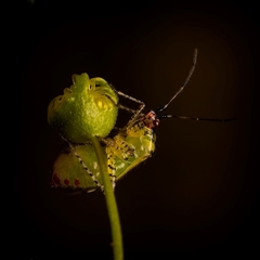 Setocoris (genus) (Drosera Bug) at Aranda, ACT - 19 Oct 2025 by Debbie05